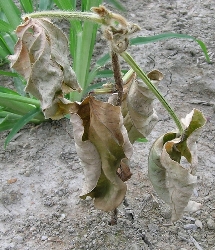 葉が枯れている（しおれている）4