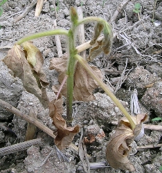 葉が枯れている（しおれている）5