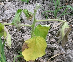 葉が枯れている（しおれている）6