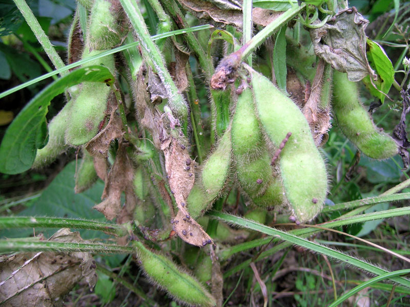 葉腐病の病徴10