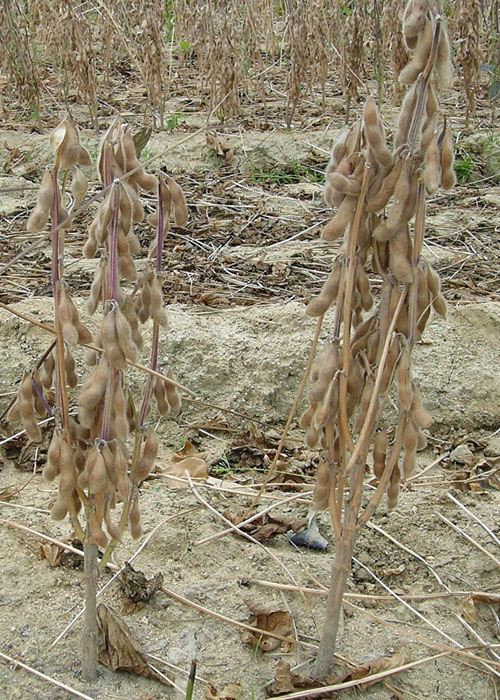 葉腐病の病徴11