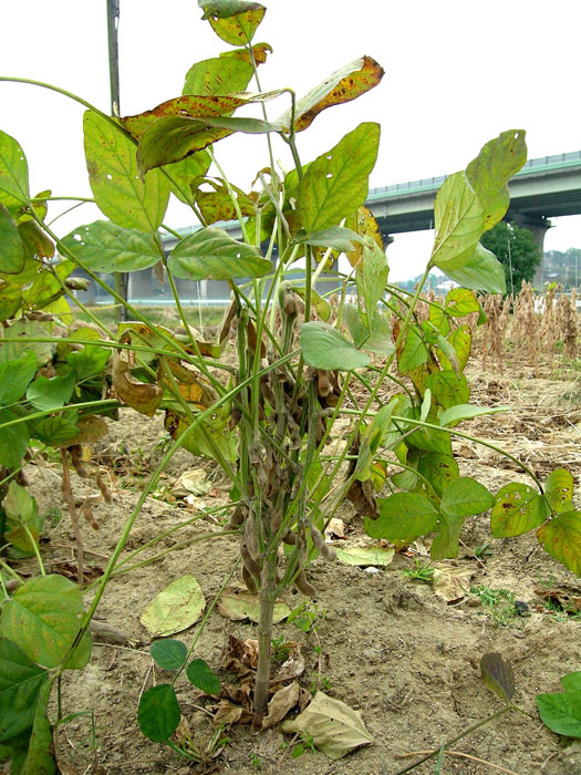 葉腐病の病徴12