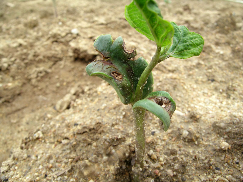 葉腐病の病徴16