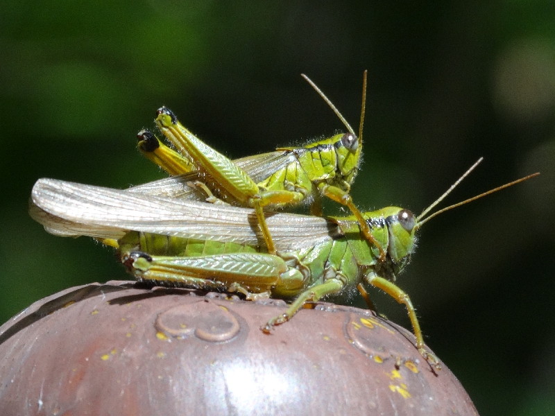 ハネナガフキバツタ形態1