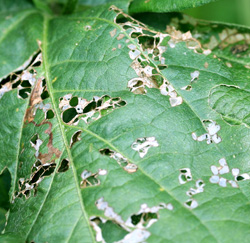 葉に穴の開いた症状1