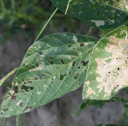 葉に穴の開いた症状2