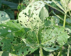 葉に穴の開いた症状3