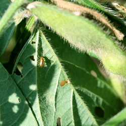 葉に穴の開いた症状5