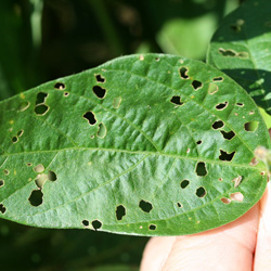 葉に穴の開いた症状6