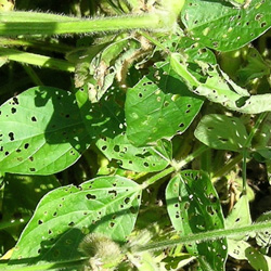 葉に穴の開いた症状7