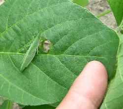葉に穴の開いた症状8