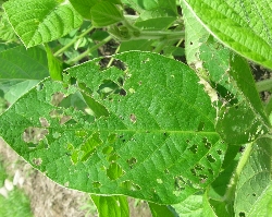 葉に穴の開いた症状9