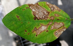 葉に斑点のある写真1