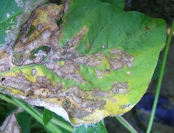 葉に斑点のある写真2