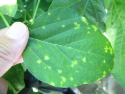 葉に斑点のある写真5