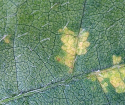 葉に斑点のある写真8