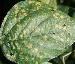 葉に斑点のある写真9