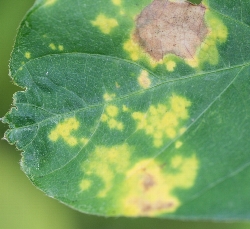 葉に斑点のある写真11