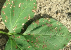 葉に斑点のある写真12