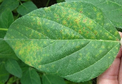 葉に斑点のある写真13