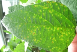 葉に斑点のある写真14