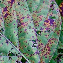 葉に斑点のある写真16