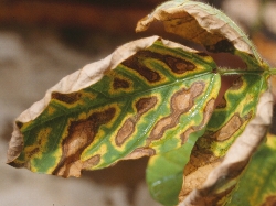 葉に斑点のある写真17