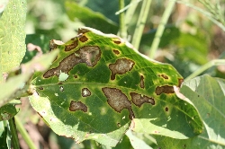 葉に斑点のある写真18