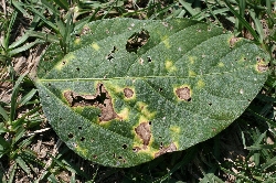 葉に斑点のある写真20