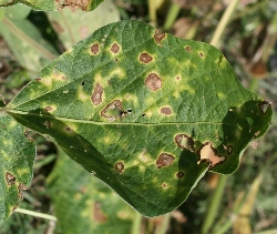 葉に斑点のある写真21