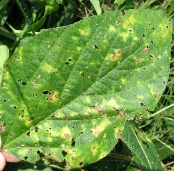 葉に斑点のある写真22