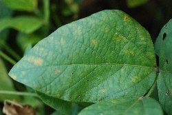 葉に斑点のある写真23