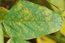 葉に斑点のある写真24