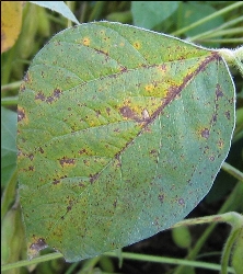 葉に斑点のある写真26