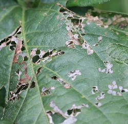 葉に斑点のある写真28