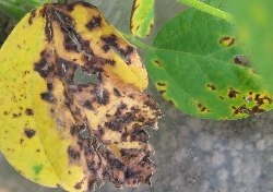 葉に斑点のある写真30