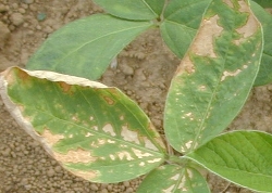 葉に斑点のある写真31