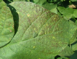 葉に斑点のある写真33