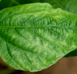 葉に斑点のある写真34