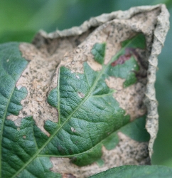 葉に斑点のある写真35