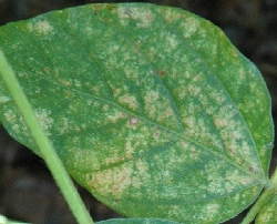 葉に斑点のある写真38