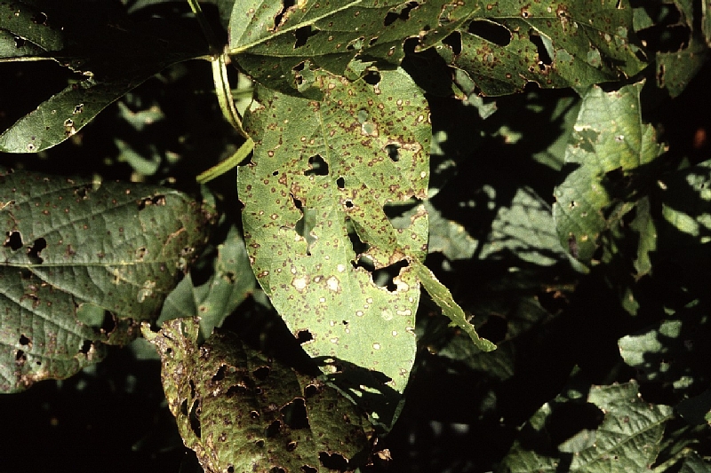 ダイズ斑点病 病徴1