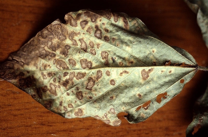 ダイズ斑点病 病徴2