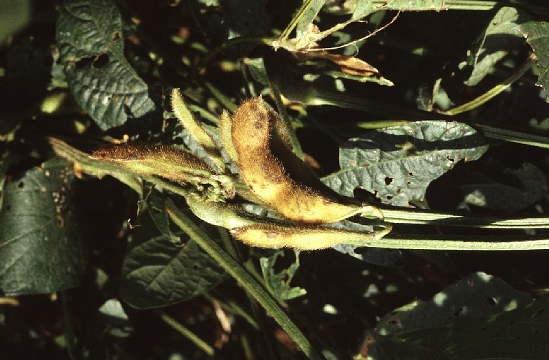 ダイズ斑点病 病徴3