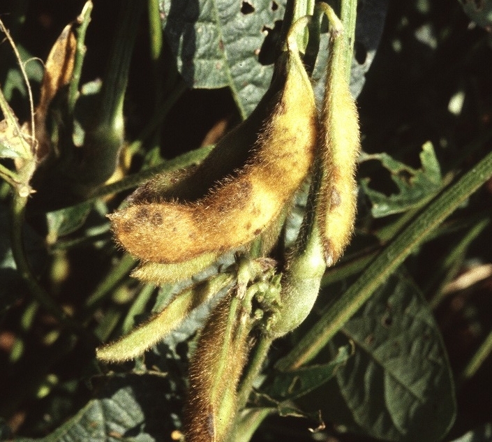 ダイズ斑点病 病徴1