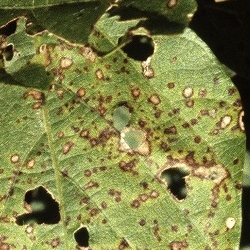 葉に斑点のある写真37