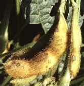 生長期のさや11