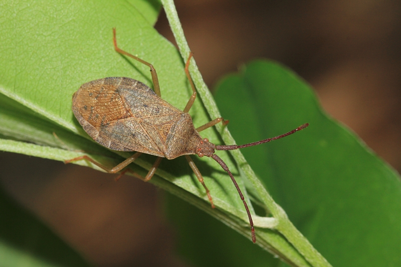 ハラビロヘリカメムシの写真1