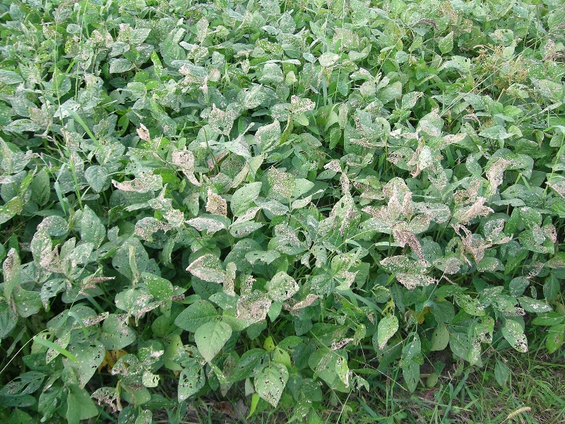 ハスモンヨトウ被害1