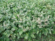 ハスモンヨトウ被害1